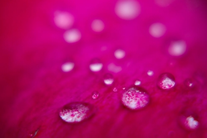 Picture of ROSE PETALS AFTER THE RAIN