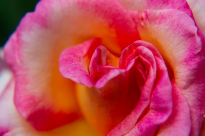 Picture of ROSE CLOSE UP