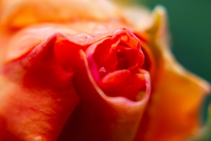 Picture of CLOSE-UP OF A ROSE