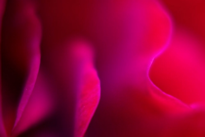 Picture of ABSTRACT ROSE LEAVES