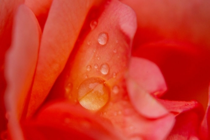 Picture of ROSE PETAL AND WATER DROPS