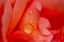 Picture of ROSE PETAL AND WATER DROPS