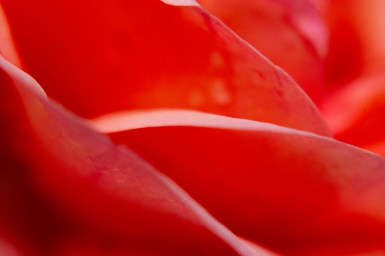 Picture of ABSTRACT ROSE LEAVES