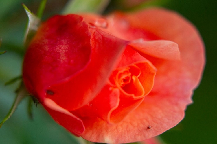 Picture of BEAUTIFUL ROSE FLOWER