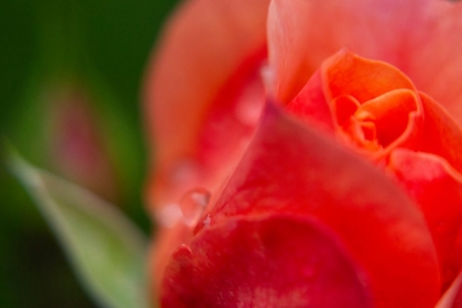 Picture of ROSE AND WATER DROPS