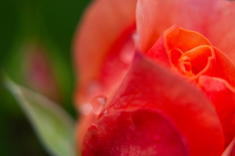 Picture of ROSE AND WATER DROPS