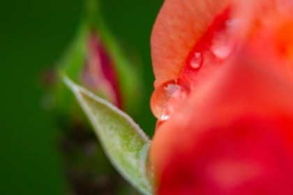 Picture of WATER DROP AND ROSE PETAL
