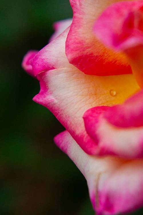 Picture of CLOSE-UP OF A ROSE