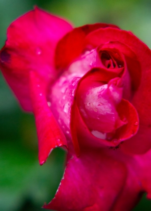 Picture of ROSE CLOSE UP