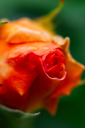 Picture of CLOSE-UP OF A ROSE