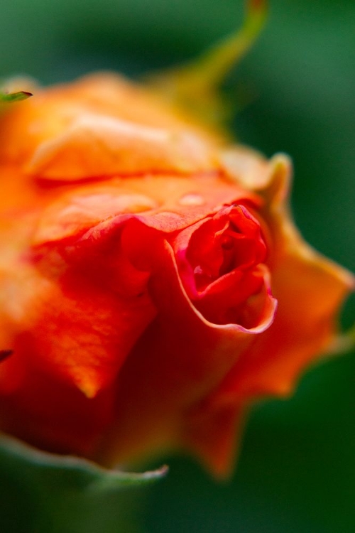 Picture of CLOSE-UP OF A ROSE