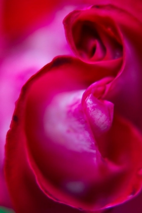 Picture of CLOSE-UP OF A ROSE