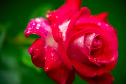 Picture of PINK ROSE