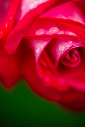 Picture of PINK ROSE