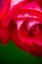 Picture of PINK ROSE