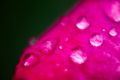 Picture of ROSE PETAL AND WATER DROPS