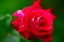Picture of BEAUTIFUL ROSE