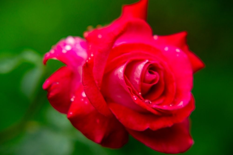 Picture of BEAUTIFUL ROSE