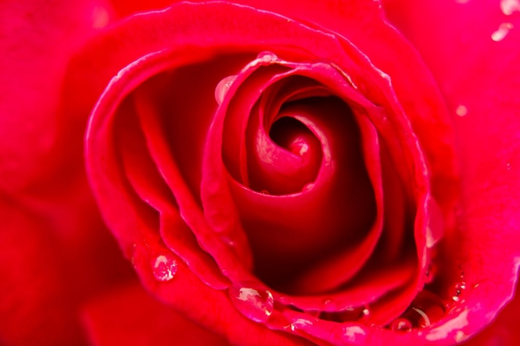 Picture of CLOSE-UP OF A ROSE