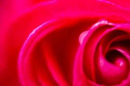 Picture of CLOSE-UP OF A ROSE