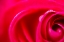 Picture of CLOSE-UP OF A ROSE