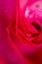 Picture of PINK ROSE