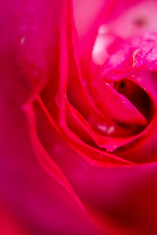 Picture of PINK ROSE