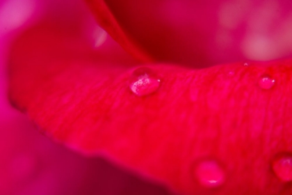Picture of ROSE PETAL AND WATER DROPS