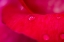 Picture of ROSE PETAL AND WATER DROPS