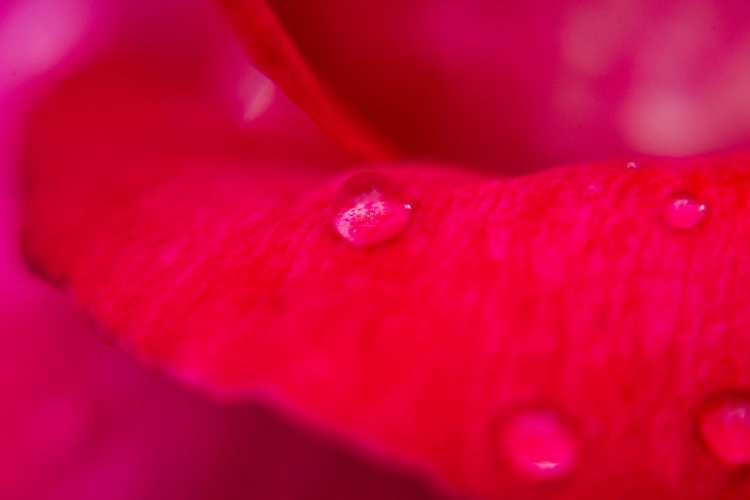 Picture of ROSE PETAL AND WATER DROPS