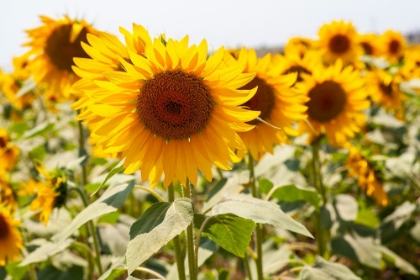 Picture of SUNFLOWERS ON A SUNNY DAY