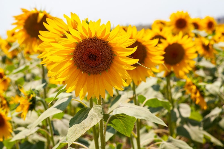 Picture of SUNFLOWERS ON A SUNNY DAY
