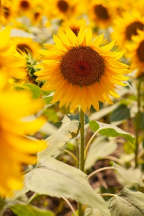 Picture of SUNFLOWERS ON A SUNNY DAY