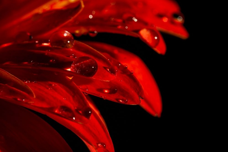 Picture of GERBERA LEAF AND WATER DROPS