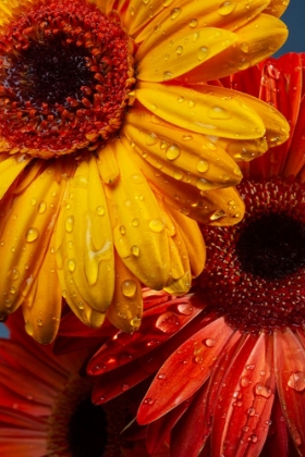 Picture of GERBERA FLOWERS AND WATER DROPS
