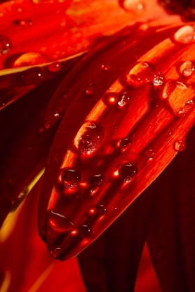 Picture of FLOWER LEAF AND WATER DROPS