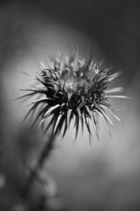 Picture of PRICKLY DESERT PLANT