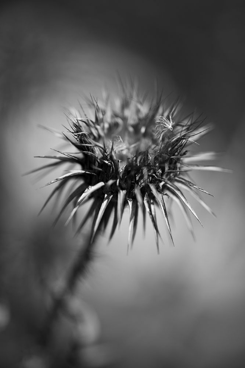 Picture of PRICKLY DESERT PLANT