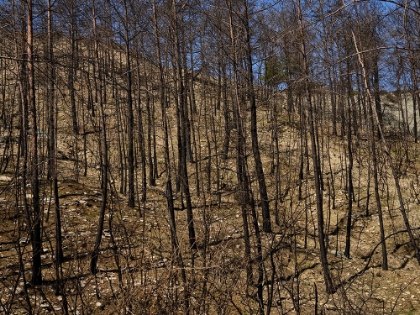 Picture of BURNT TREES IN THE FOREST