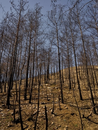 Picture of BURNT TREES IN THE FOREST