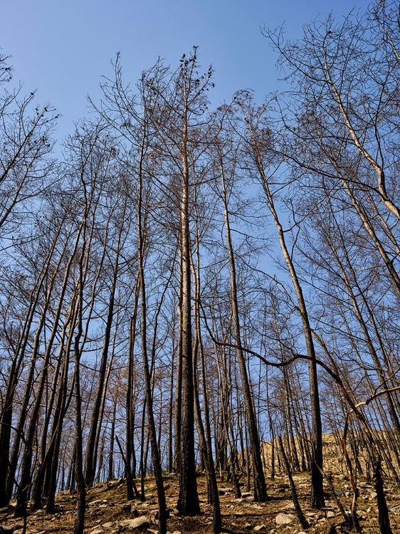 Picture of BURNT TREES IN THE FOREST