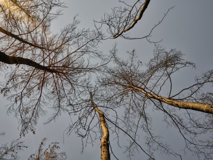 Picture of BURNT TREES IN THE FOREST