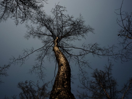 Picture of BURNT TREE AND SKY BACKGROUND