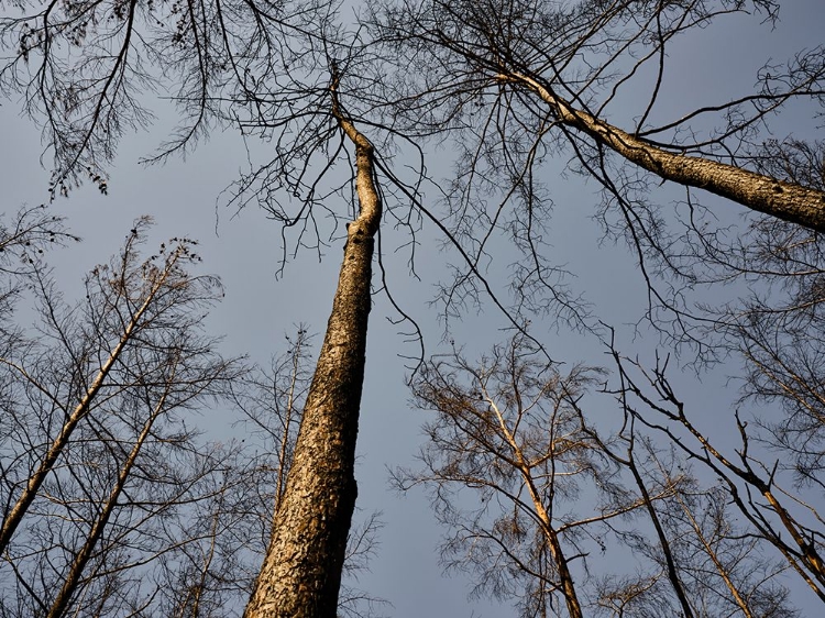 Picture of BURNT TREES AND SKY BACKGROUND