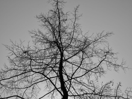 Picture of A BURNED TREE