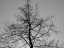 Picture of A BURNED TREE