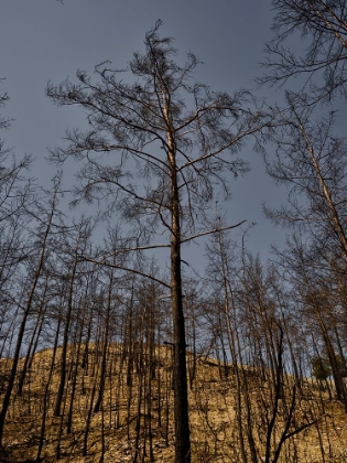 Picture of IMAGE OF A FOREST AFTER A FIRE