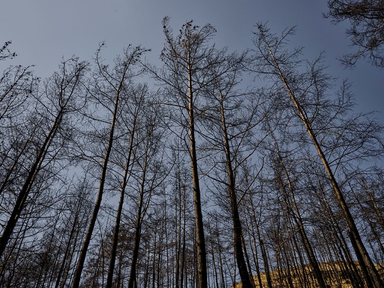 Picture of IMAGE OF A FOREST AFTER A FIRE