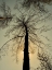 Picture of A BURNED TREE