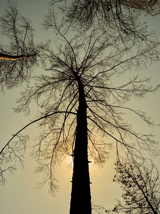 Picture of A BURNED TREE